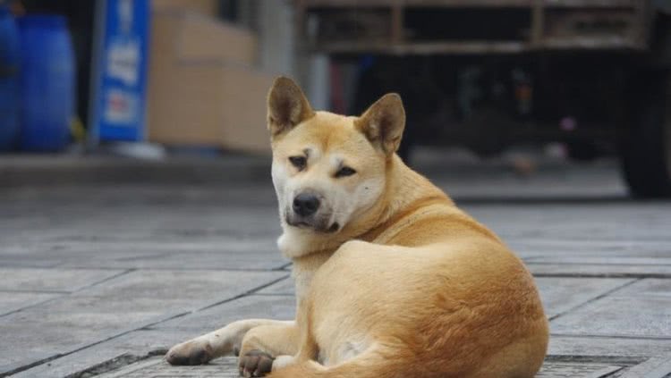 揭阳土狗最新买卖,揭阳土狗最新买卖，警惕背后的违法犯罪问题