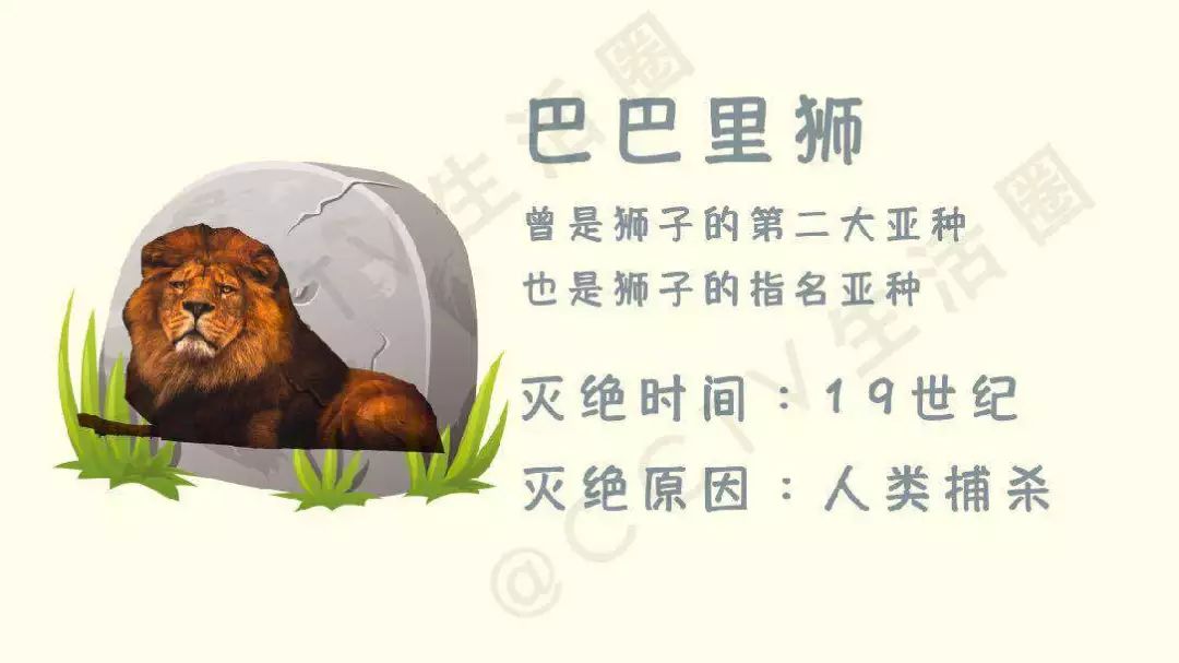 7777788888管家婆狗082期 16-25-29-32-45-47X：37,探索数字奥秘，揭秘管家婆狗彩票中的神秘数字组合