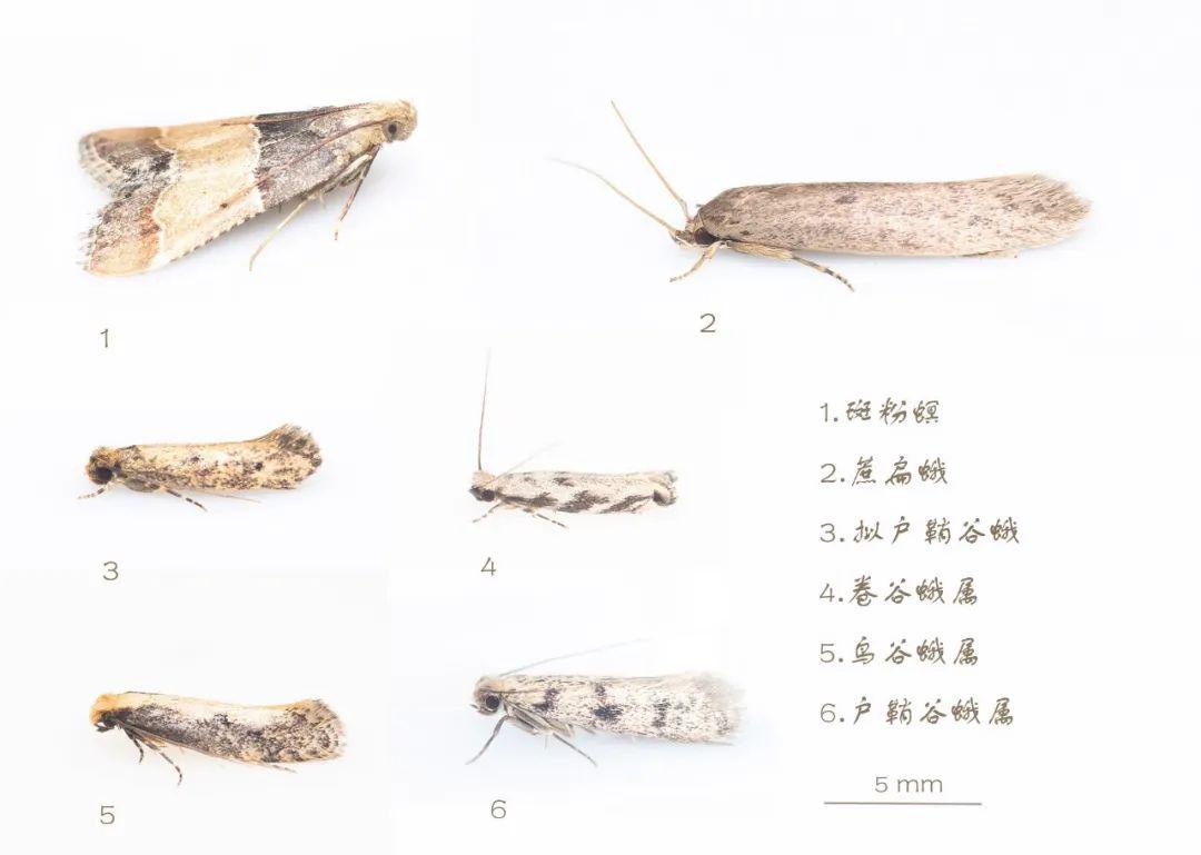 澳门最精准龙门蚕的资料011期 08-10-14-20-41-44F：12,澳门最精准龙门蚕的资料解析——以011期为例，龙门蚕的秘密揭晓